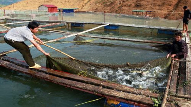 Giải bài toán nguồn nguyên liệu cho cá tra Việt Nam